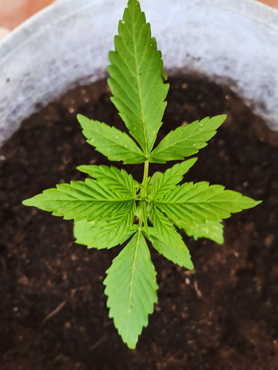 CPTN_Rastafari's tweet photo. En mi ausencia, ha venido el viento norte con furia y aprovechando la sequedad del sustrato las ha desenterrado y tumbado tras días de calma chicha...

Ya adecentadas continúan como si nada hubiera pasado #Strong

#AfghanStorm #BudMaker #Explode by @GreenbudSeeds @GiftsGreenwood https://t.co/6yELmZzNoK
