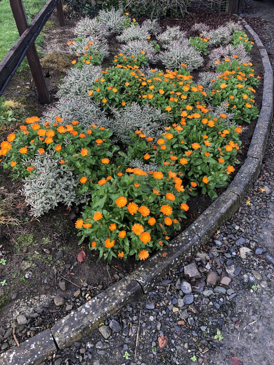 BackFarming's tweet image. Planted these marigolds among hebes during the summer for 🐝 and they’re still giving plenty of colour on these damp cold days.