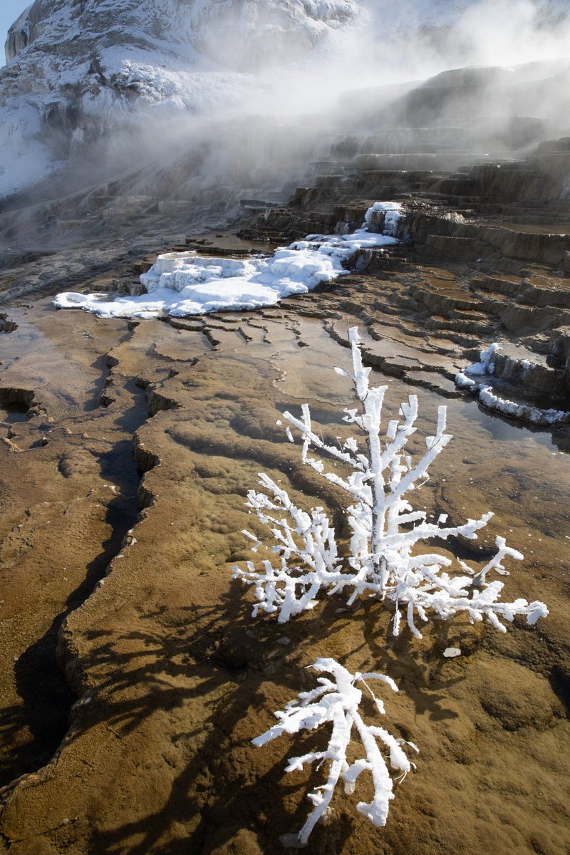 YellowstoneNPS's tweet image. With most of the roads in the park closed now in preparation for the winter season, it is a good time to hike the Mammoth Terrace boardwalks. Some of the highlights are Canary Spring, Mound Terrace, Palette Spring, and possibly rime ice if the weather is cold!