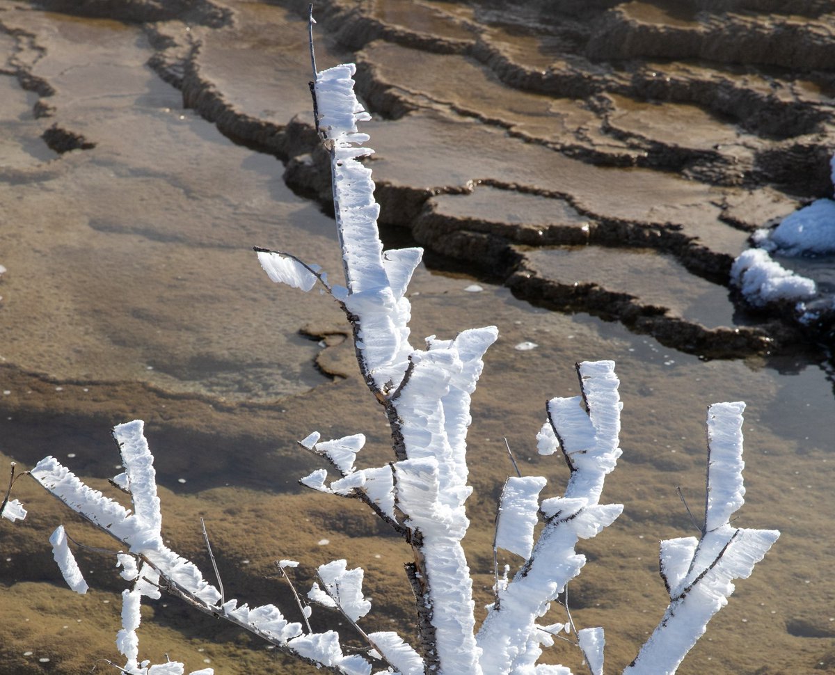 YellowstoneNPS's tweet image. With most of the roads in the park closed now in preparation for the winter season, it is a good time to hike the Mammoth Terrace boardwalks. Some of the highlights are Canary Spring, Mound Terrace, Palette Spring, and possibly rime ice if the weather is cold!
