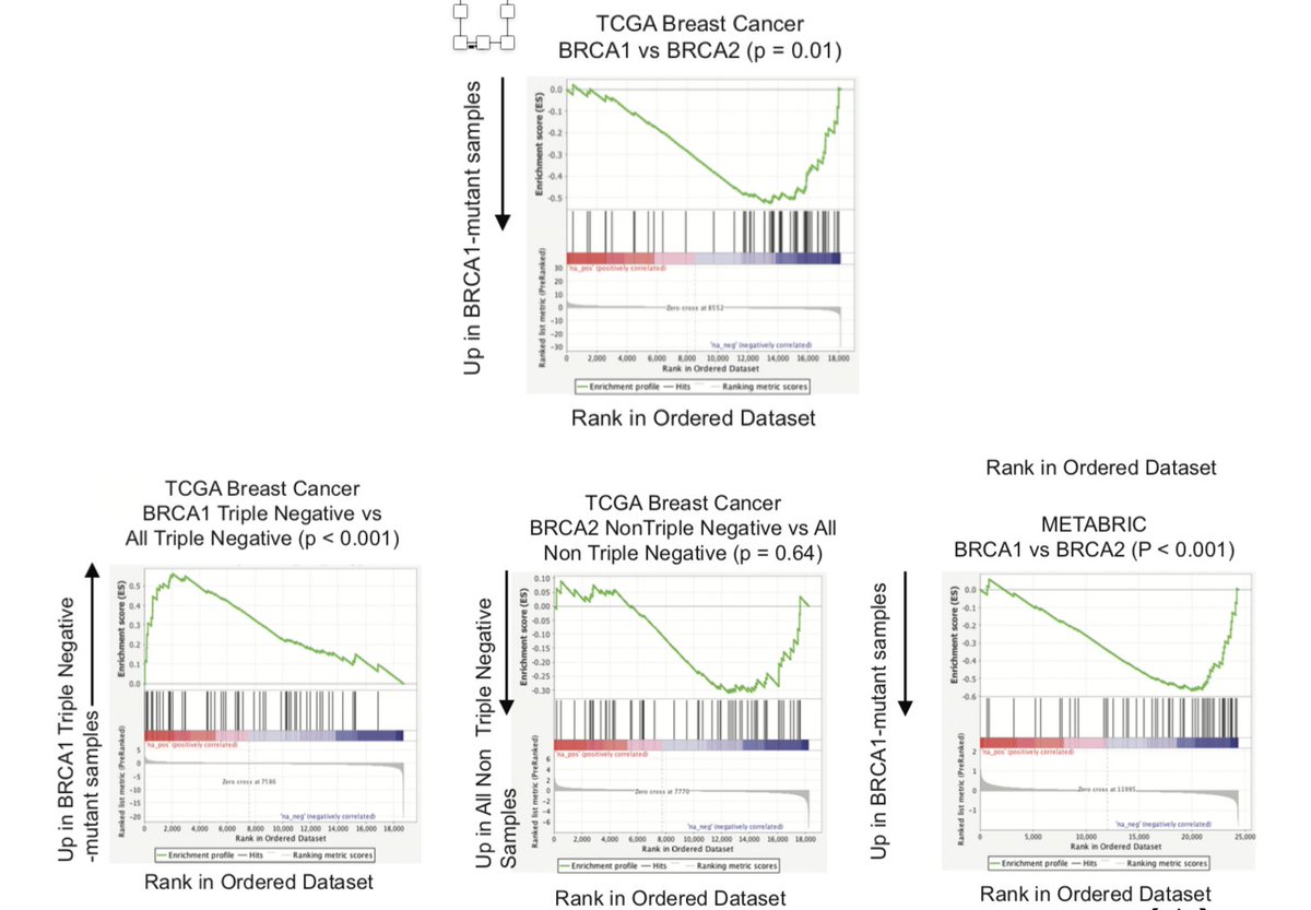 Surprisingly, we found this same gene set was also enriched in human breast cancers from TCGA, comparing BRCA1 and BRCA2 directly. Since these occur in distinct phenotypes (ER+, triple negative), we found BRCA1 tumors were enriched vs. TN, but not BRCA2 vs. ER+. (15/N)