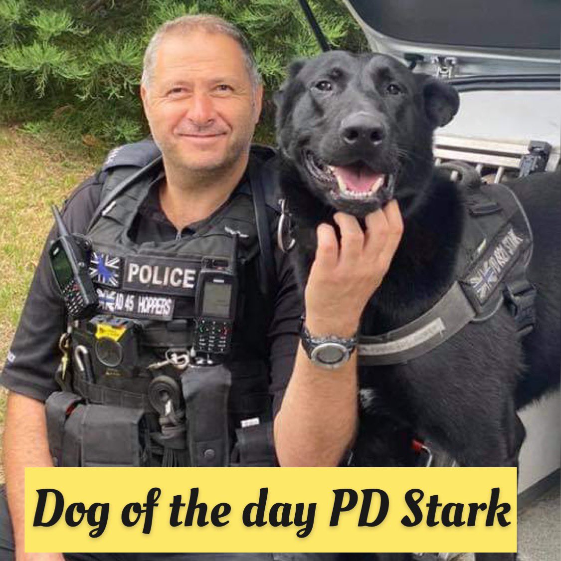 K9memorialUk's tweet image. Our dog of the day today is PD Stark.

In the early hrs of Saturday morning whilst apprehending a suspect Stark sustained serious knife injuries.

Stark received emergency treatment and is now home, recuperating &amp;amp; recovering well.

We wish him a speedy recovery🐾💙🐾

@Hoppers71