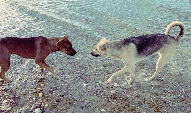 PeteSouris's tweet image. What are you looking at? I don't have any dogs so I posted my sisters! Olive Mae and Piper Lou! #LeagueThings