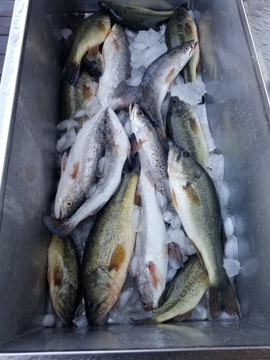 Jaguar_Fishing's tweet photo. The #Mobiledelta is on fire! #Speckledtrout #largemouthbass #FortGunnison #Gunnisoncreek #FishLivesMatter #Frontier #JaguarFishingTeam #redfish https://t.co/2WR3FAYRJY