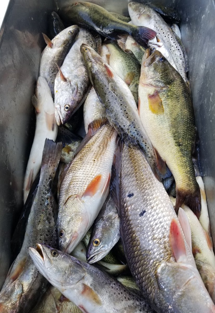 Jaguar_Fishing's tweet photo. The #Mobiledelta is on fire! #Speckledtrout #largemouthbass #FortGunnison #Gunnisoncreek #FishLivesMatter #Frontier #JaguarFishingTeam #redfish https://t.co/2WR3FAYRJY