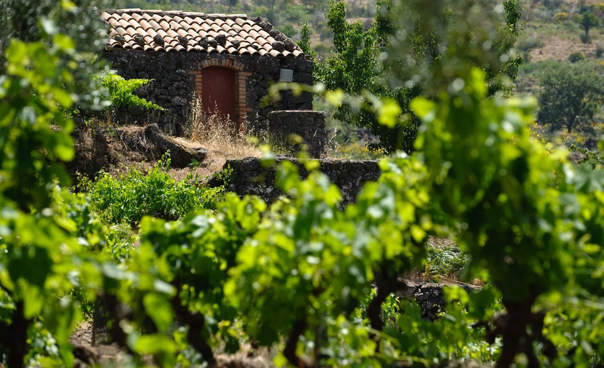 WineandSpirits's tweet photo. Michele &amp; Mario Faro, scions of a renowned Sicilian nursery specializing in Mediterranean plants, turned their attention to vines 15 years ago, including some 100+-year-old #carricante on #MountEtna for our #wineoftheweek: https://t.co/kBNVCDJLj1⁠ #ungrafted #prephylloxera https://t.co/tJl63zOuAN