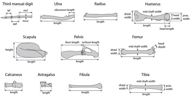 lukenweaver's tweet photo. We test implications of this hypothesis by examining the postcranial skeletons of a large, taxonomically diverse sample of small-to-medium sized mammals of known locomotor modes using #PhylogeneticComparativeMethods &amp; #EvolutionaryModeling https://t.co/AiLy0pg6V9