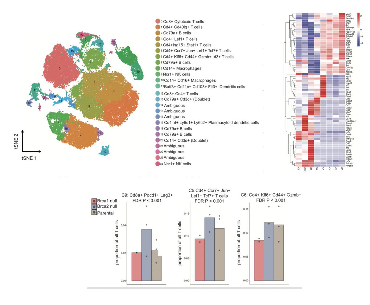 Lastly,  @chirag_msk, xiaoxiao &  @rsamstein used single-cell RNAseq to identify differences in the TME of our murine models. They found an enrichment for an activated/exh. CD8 pop, an NK cell pop, and a stem-like CD4 cell population in the BRCA2 tumors. (17/N)