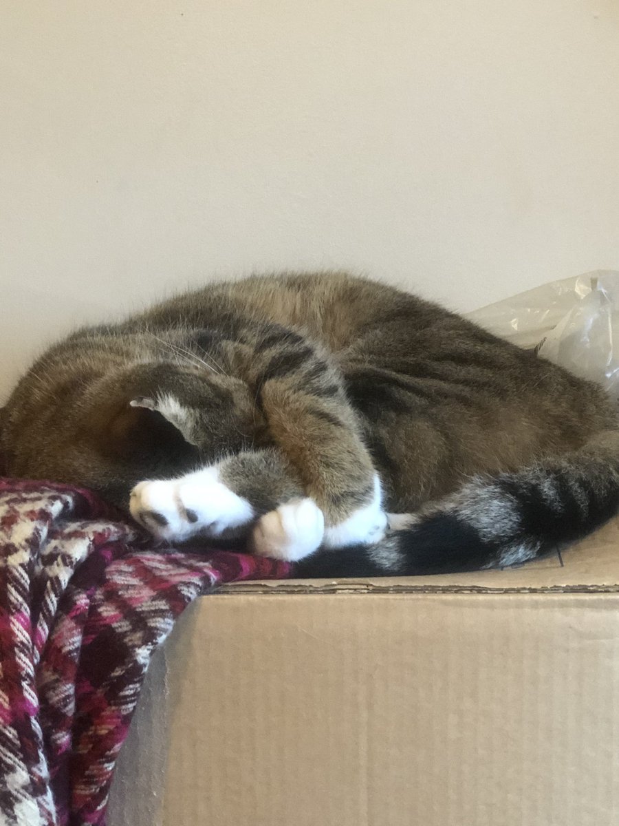AggyThe's tweet photo. Going, going....gone... 😴 #CatsofTwitter #cat #tabby #cute #sleepytabby #snooze #kitty https://t.co/6ykKvtsPOJ
