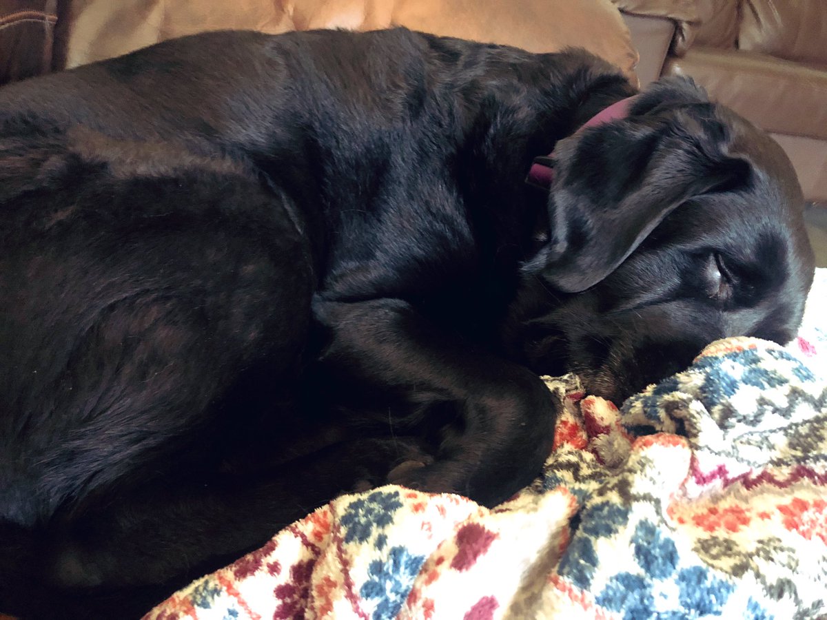 olive_blacklab's tweet photo. So it woz a #flagsdown day on the ranges mummy me & her pal Annick went walkies but we got LOST!! #googlemaps got us back to #raythecamper hooge hike walked my paws off #zorsted π΄ https://t.co/j2zjWXiEmQ