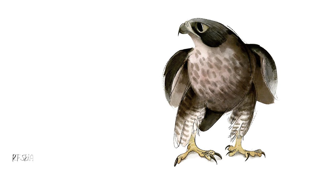 Alopex's tweet photo. Happy #WorldFalconryDay! https://t.co/t1Q51jMHsF