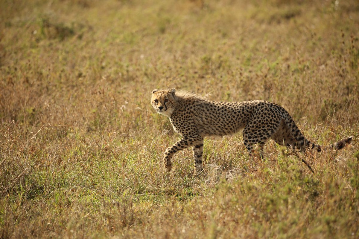 SerengetiCheeta's tweet photo. How has your week started?
#serengeticheetahs #spottycats #cheetahswemonitor #loliondokopjes #novembersighting #cheetahsoftwitter #serengeticheetahproject #thewcs #zsl
@SarahMDurant @TimRBDavenport @OfficialZSL @cheetahdefender @ZSLconservation https://t.co/XntFDgJBXF