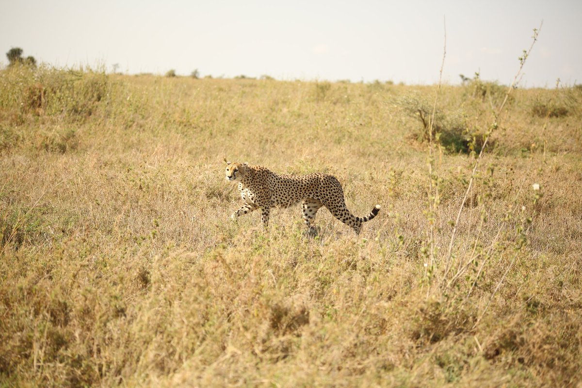SerengetiCheeta's tweet photo. How has your week started?
#serengeticheetahs #spottycats #cheetahswemonitor #loliondokopjes #novembersighting #cheetahsoftwitter #serengeticheetahproject #thewcs #zsl
@SarahMDurant @TimRBDavenport @OfficialZSL @cheetahdefender @ZSLconservation https://t.co/XntFDgJBXF