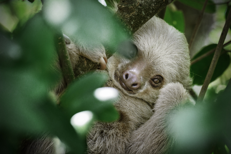 ponant_EN's tweet photo. Ready for a fun animal fact? Sloths spend 90% of their lives upside down! 🙃 #PONANT #PONANTcruises
📸: Studio PONANT - Morgane Monneret https://t.co/1fYRc6ycFv