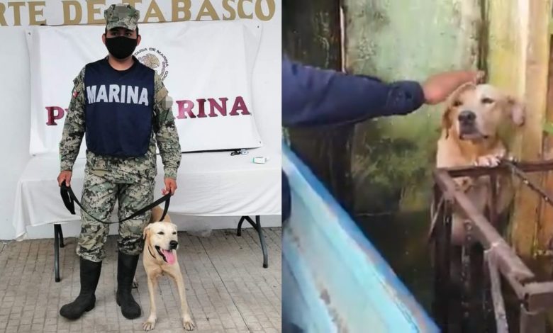 Radio_Formula's tweet photo. ¡Ya es Marino! Perrito rescatado de inundaciones en Tabasco, es adoptado por SEMAR https://t.co/gWovI35GrX https://t.co/2Xivb51V4G