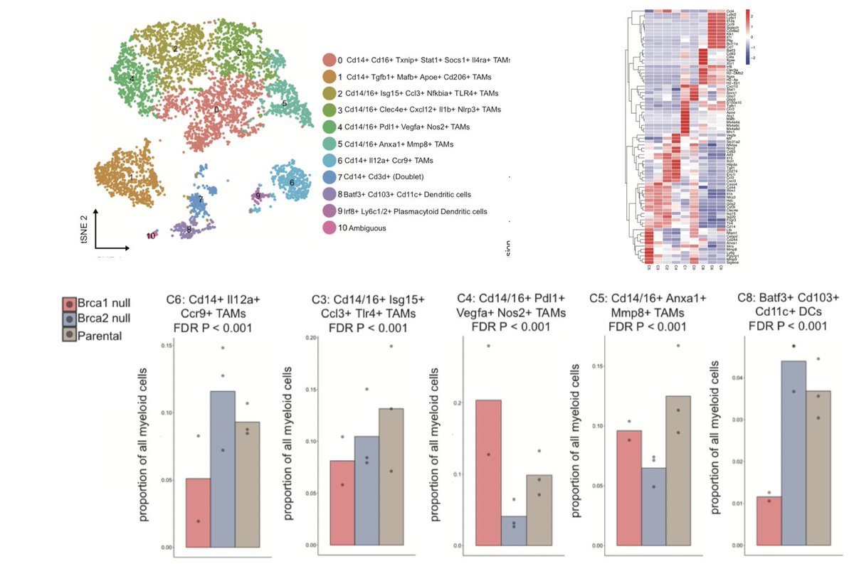 An evaluation of the myeloid compartment, noted significant differences in TAM subsets between BRCA1 and BRCA2 and a depletion of DCs in the BRCA1 model. (18/N)