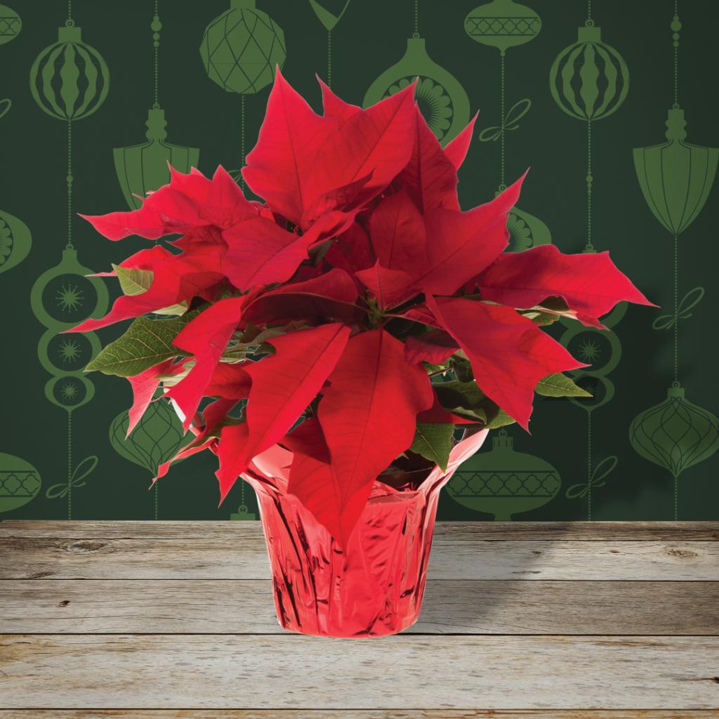 Don’t forget to pick up your poinsettias for the season—$1.98 each, today through 11/29. While supplies last.