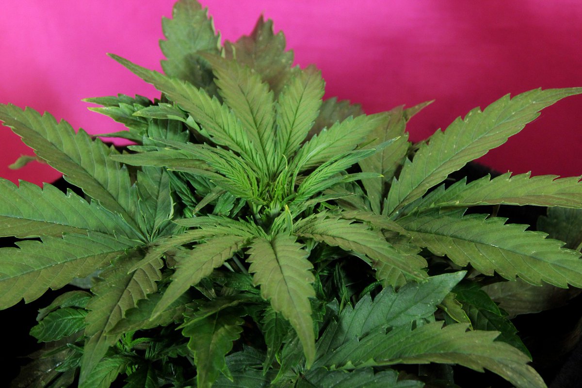 Greenseedtests's tweet photo. Voy a empezar la semana con @KannabiaSeeds @IntKannabia con una variedad conocida por todos, cruzada y seleccionada por ellos, es #kritic_Auto y está bien frondosa, empieza a crecer por momentos, en breve la volvemos a ver. https://t.co/uWKQKQVStV