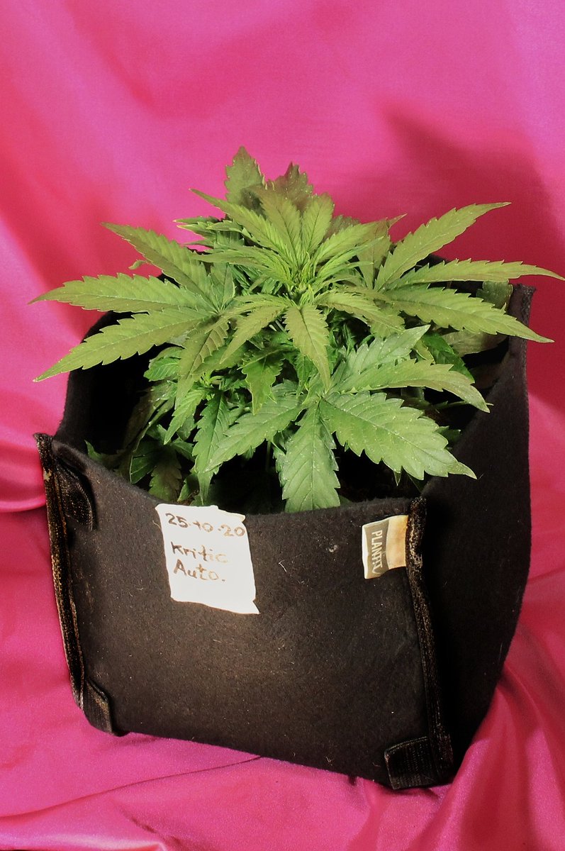 Greenseedtests's tweet photo. Voy a empezar la semana con @KannabiaSeeds @IntKannabia con una variedad conocida por todos, cruzada y seleccionada por ellos, es #kritic_Auto y está bien frondosa, empieza a crecer por momentos, en breve la volvemos a ver. https://t.co/uWKQKQVStV