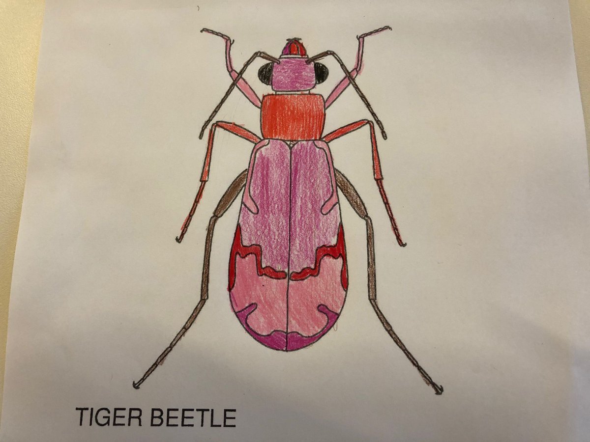 BedbugXpert's tweet photo. EntsocAmerica: Add some fun to your #EntSoc20 schedule with some insect coloring. Download blank coloring pages at https://t.co/PdPEFZwtA4 and share yours with the hashtag #EntoColor. https://t.co/LKp6awzGLp