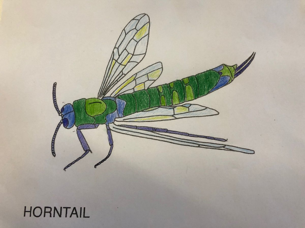 BedbugXpert's tweet photo. EntsocAmerica: Add some fun to your #EntSoc20 schedule with some insect coloring. Download blank coloring pages at https://t.co/PdPEFZwtA4 and share yours with the hashtag #EntoColor. https://t.co/LKp6awzGLp