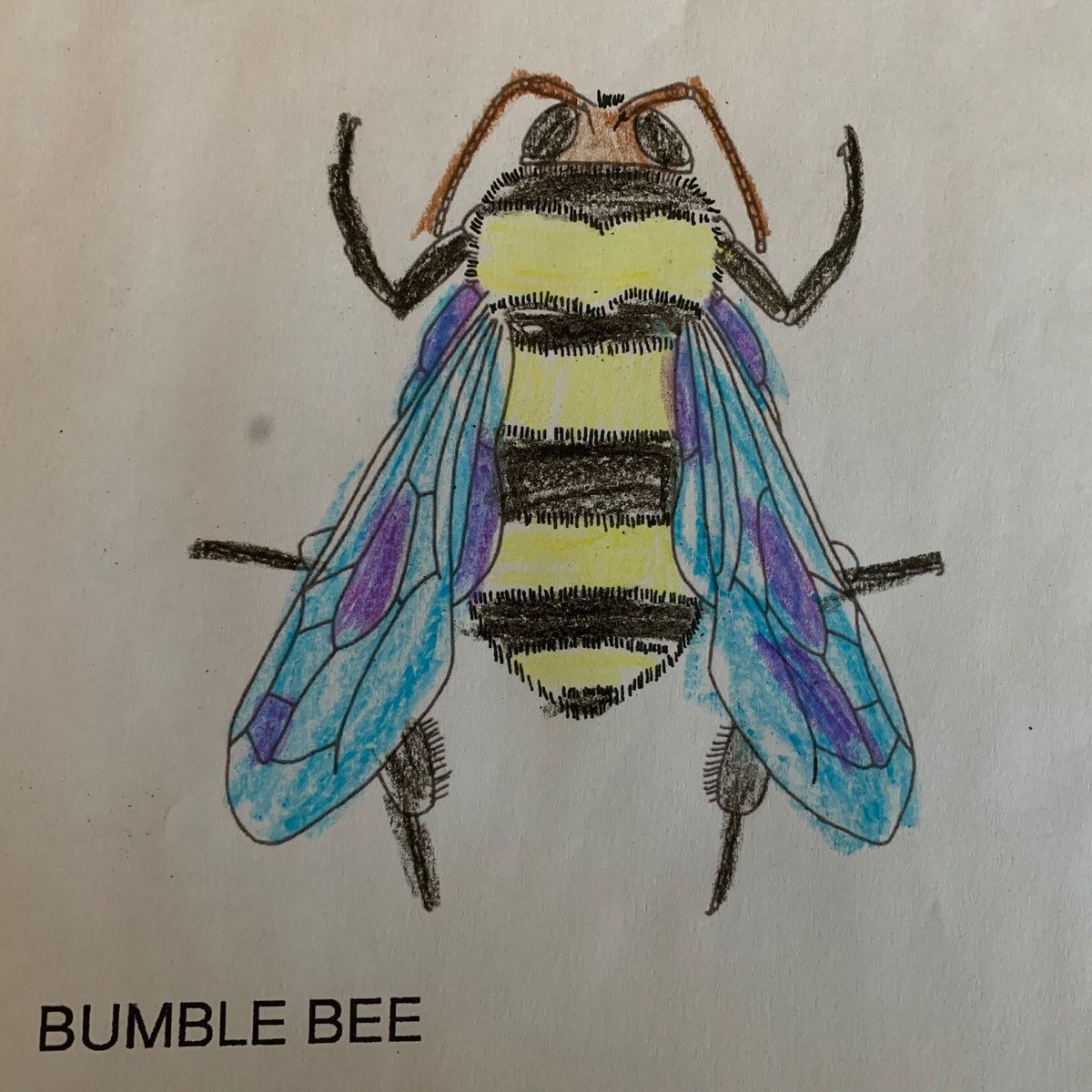 BedbugXpert's tweet photo. EntsocAmerica: Add some fun to your #EntSoc20 schedule with some insect coloring. Download blank coloring pages at https://t.co/PdPEFZwtA4 and share yours with the hashtag #EntoColor. https://t.co/LKp6awzGLp