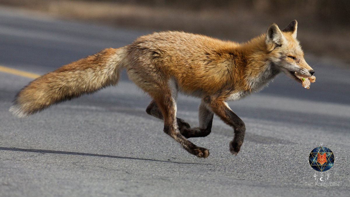 thefoxsdenhealz's tweet photo. Look at this incredible fox! https://t.co/oy6icnjWFQ
#foxes #foxfriends #fox #foxphotography #runningfox #foxcommunity #foxlovers #foxphotos #wildlife #wildlifephotography https://t.co/9xUgLWUJL5