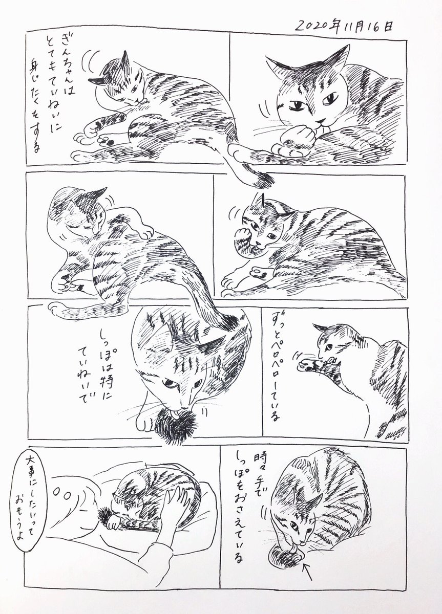 2020/11/16のぎんちゃん  #今日のぎんちゃん 
