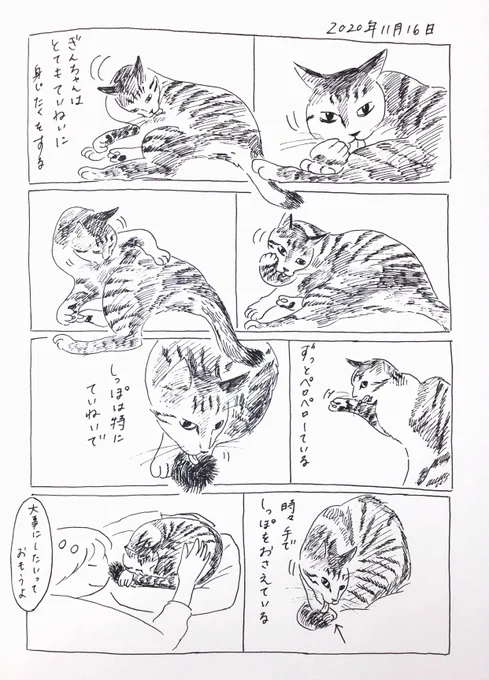 2020/11/16のぎんちゃん  #今日のぎんちゃん 