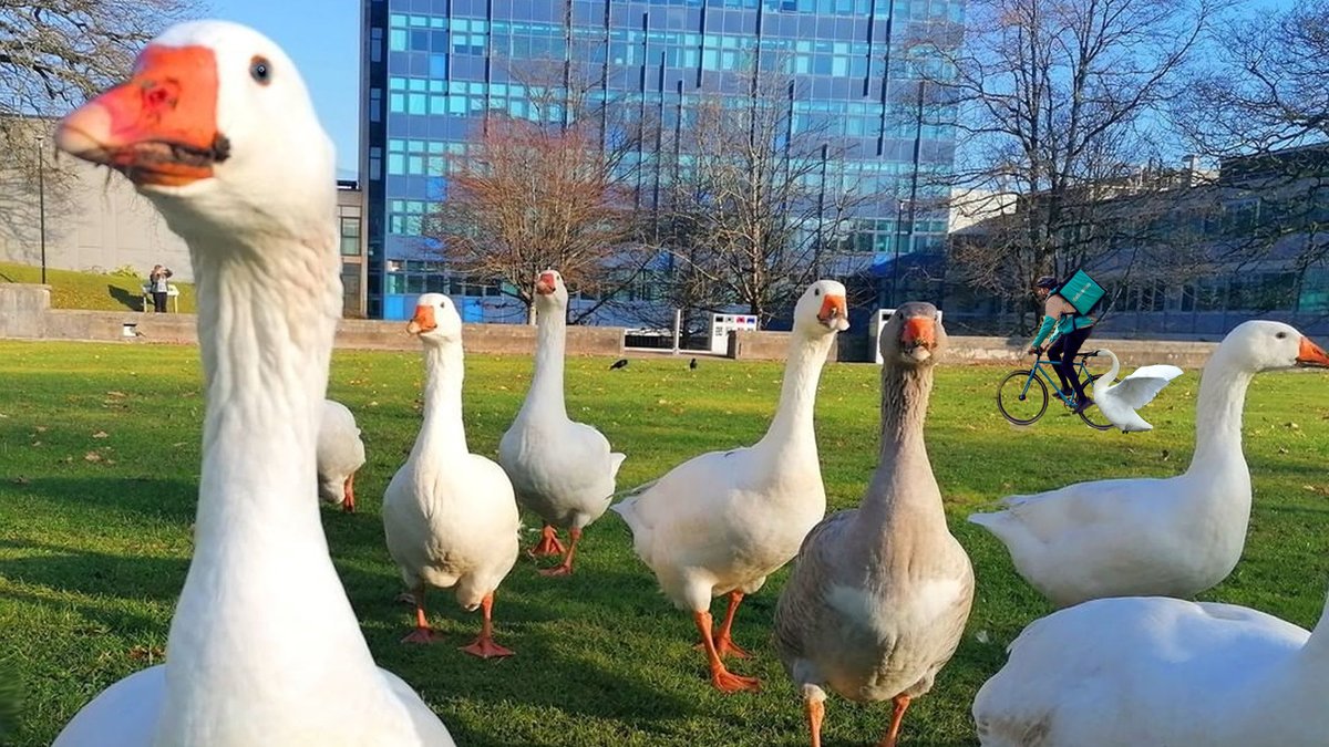 The Waterfowl University Rankings (semi 2/2), featuring @astonuniversity Geese, Long Boi of @UniOfYork, @StirUni Swans, @SWANseaUni Swans. Vote in the poll below ⤵️