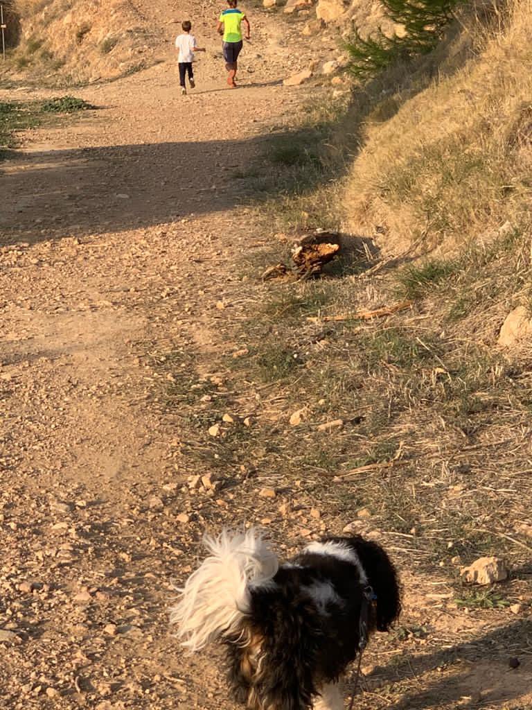 sheneverwalked's tweet photo. Sunday trail run joined by the family. A beautiful evening and a nice end to the weekend. #trailrunning #sundayrun #running #runner #runnersofinstagram #instarunners #runwell #runningblog https://t.co/JVOy1xMeIe