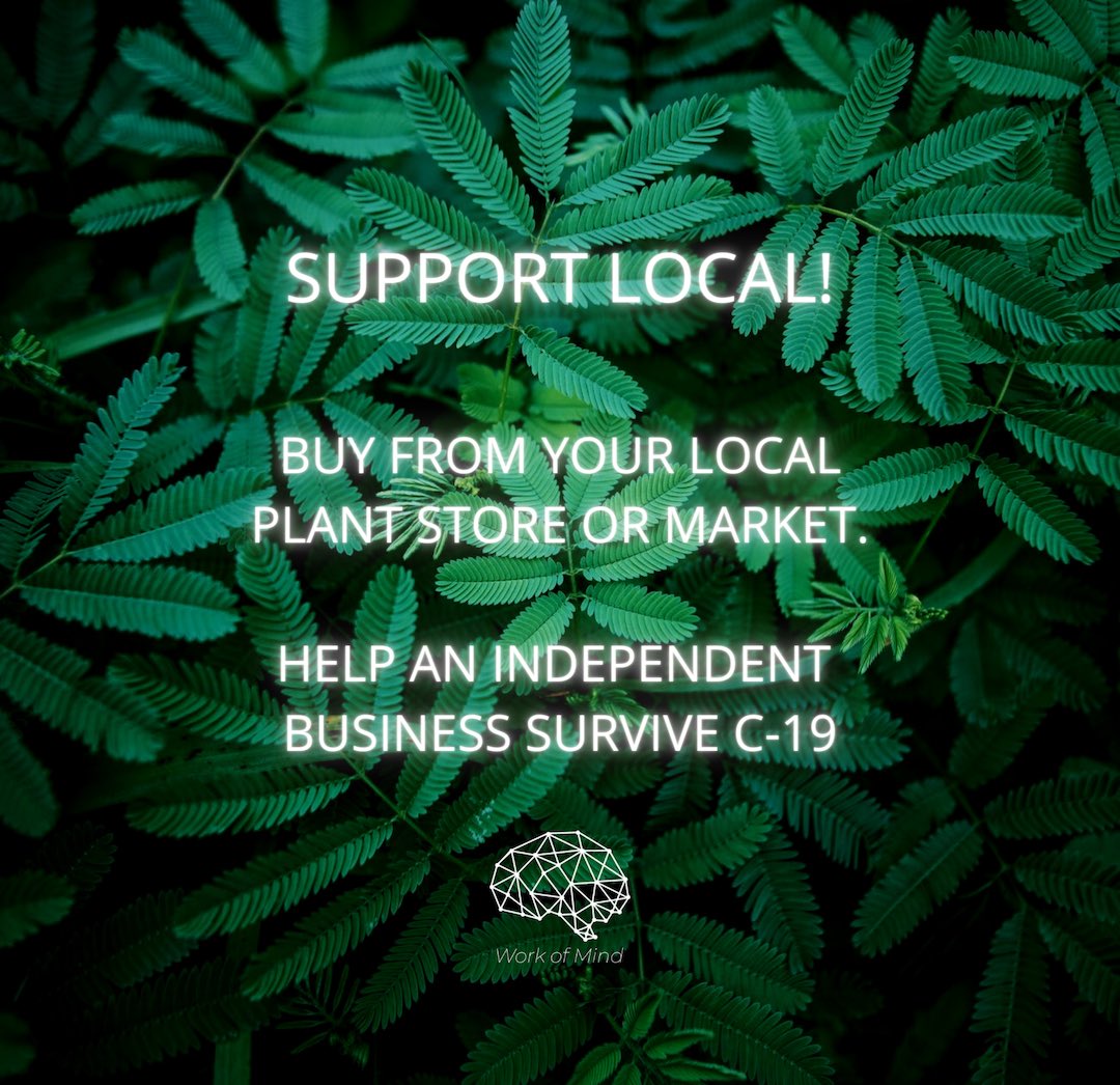 _workofmind's tweet photo. Not just nice to look at, houseplants can improve our mental health and wellbeing. Basically, buy more plants! 🌿💚 #plants #wfh #wellbeing https://t.co/1DgFj7s4N1