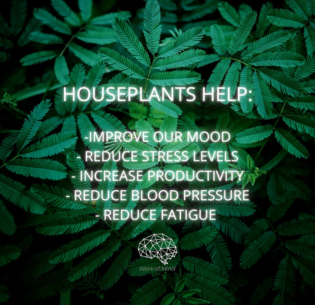 _workofmind's tweet photo. Not just nice to look at, houseplants can improve our mental health and wellbeing. Basically, buy more plants! 🌿💚 #plants #wfh #wellbeing https://t.co/1DgFj7s4N1