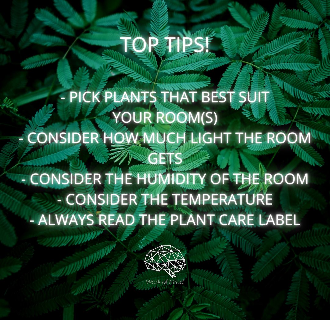 _workofmind's tweet photo. Not just nice to look at, houseplants can improve our mental health and wellbeing. Basically, buy more plants! 🌿💚 #plants #wfh #wellbeing https://t.co/1DgFj7s4N1