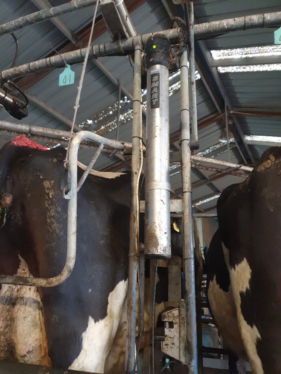 Then we have automatic cup removers which take cups off when is done, and auto teatspray in the exit race. So just one person required for cupping, the other person is getting cows in or cleaning.