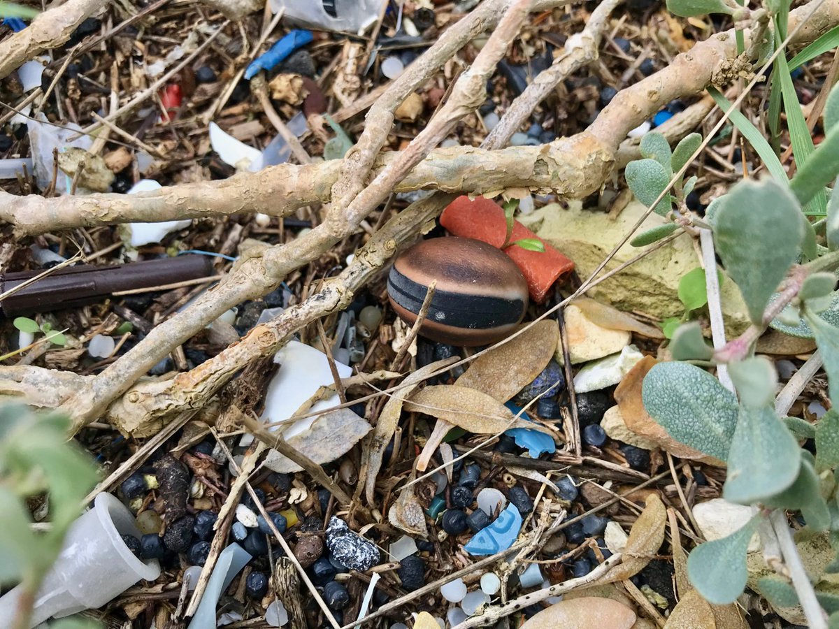 StrandlinersCIC's tweet photo. I just sat down on the banks of the #RiverCuckmere about to sip my water when I spied this... 

A #seabean that had travelled all the way across the #Atlantic to #EastSussex. 

Oh and there's millions and millions of primary &amp; secondary #microplastics, can you see them too? https://t.co/1mLhsOY1bK