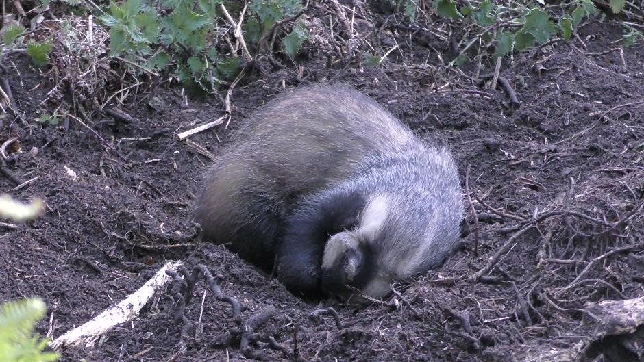 FoxHITeam's tweet photo. #SnareAware The voluntary code on snaring came into place in 2016. There is graphic and compelling evidence that the arrangement is failing beyond repair. See the latest blog, follow our campaign and help us get snares banned!! Please share widely. HIT. https://t.co/wkYKgmqnws https://t.co/9TXFavuC6d