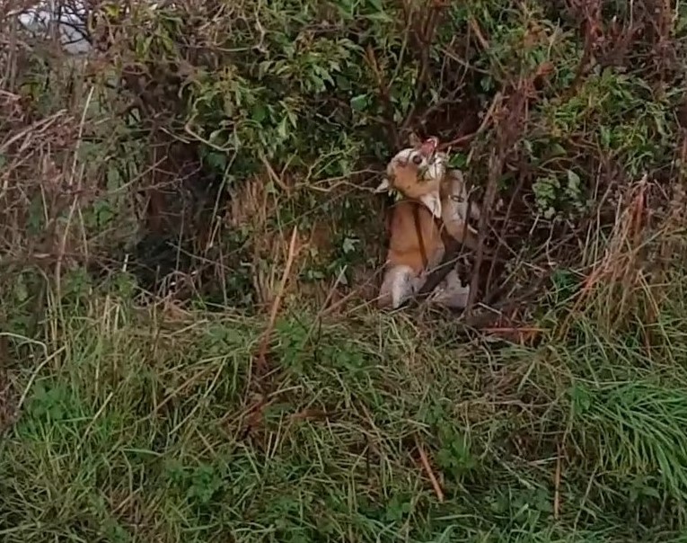 FoxHITeam's tweet photo. #SnareAware The voluntary code on snaring came into place in 2016. There is graphic and compelling evidence that the arrangement is failing beyond repair. See the latest blog, follow our campaign and help us get snares banned!! Please share widely. HIT. https://t.co/wkYKgmqnws https://t.co/9TXFavuC6d