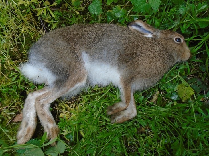 FoxHITeam's tweet photo. #SnareAware The voluntary code on snaring came into place in 2016. There is graphic and compelling evidence that the arrangement is failing beyond repair. See the latest blog, follow our campaign and help us get snares banned!! Please share widely. HIT. https://t.co/wkYKgmqnws https://t.co/9TXFavuC6d