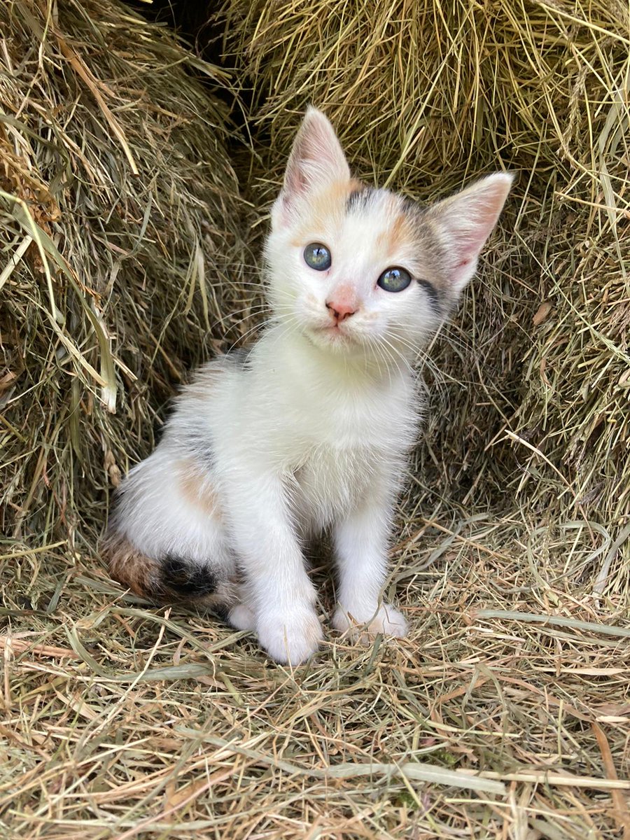 cintiaag4's tweet photo. Estos bichiños necesitan unha casa, se alguien responsable quere algún que se poña en contacto conmigo, non nolos podemos quedar !!🥺 https://t.co/rl11yYJQqN