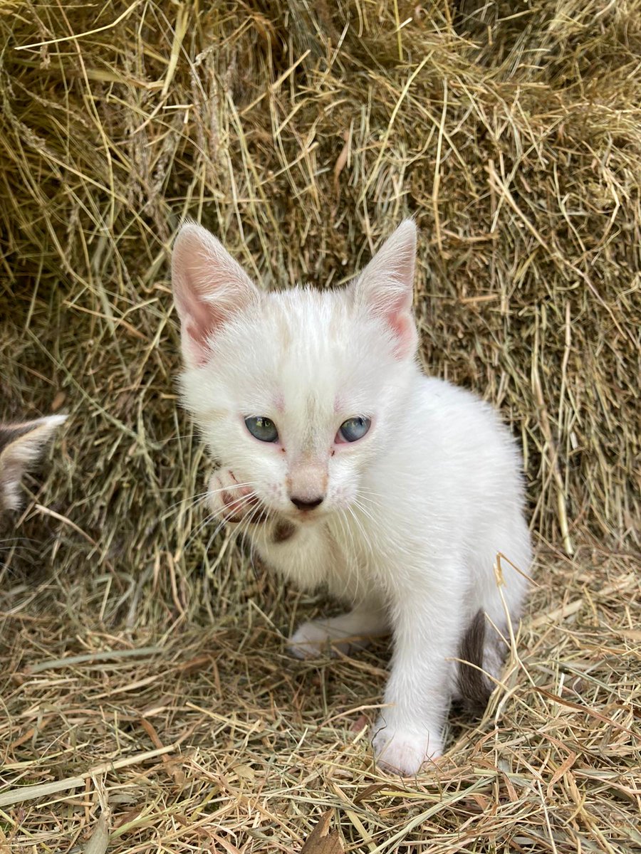 cintiaag4's tweet photo. Estos bichiños necesitan unha casa, se alguien responsable quere algún que se poña en contacto conmigo, non nolos podemos quedar !!🥺 https://t.co/rl11yYJQqN
