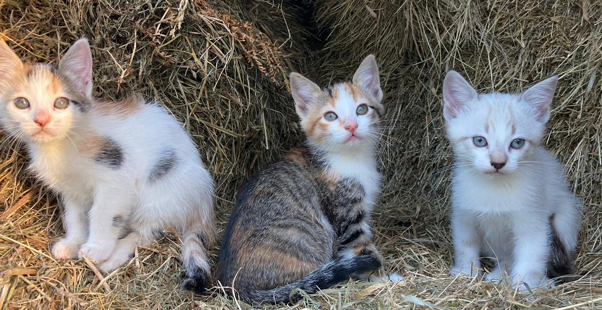 cintiaag4's tweet photo. Estos bichiños necesitan unha casa, se alguien responsable quere algún que se poña en contacto conmigo, non nolos podemos quedar !!🥺 https://t.co/rl11yYJQqN