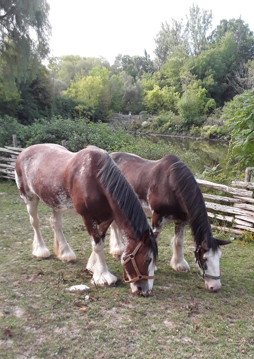 TRCFDN's tweet photo. Meet two of our favorite TRCA champions! They help visitors to @BlackCreekNews imagine themselves back in time! They eat 50 lbs of hay and drink 95 liters of water each per day. Admission fees help us care for our Clydesdales! #WorldHorseAppreciationDay #BCPV https://t.co/IwNIm3cKCk