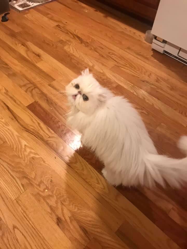 augustineihm's tweet photo. I have never been a cat person but she captured my heart and my mind. I love her so. I found out that she passed away this morning at 8 years old. I will always love Juliet. #CatsOnTwitter #CAT #Juliet #RiseUp #hate2020 https://t.co/b9fpmtd57Q