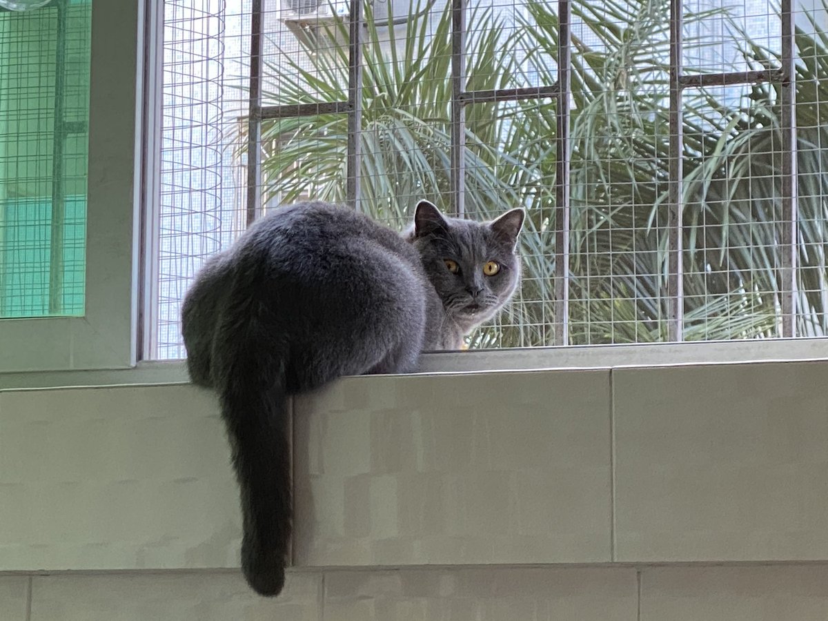 When you call your cat...