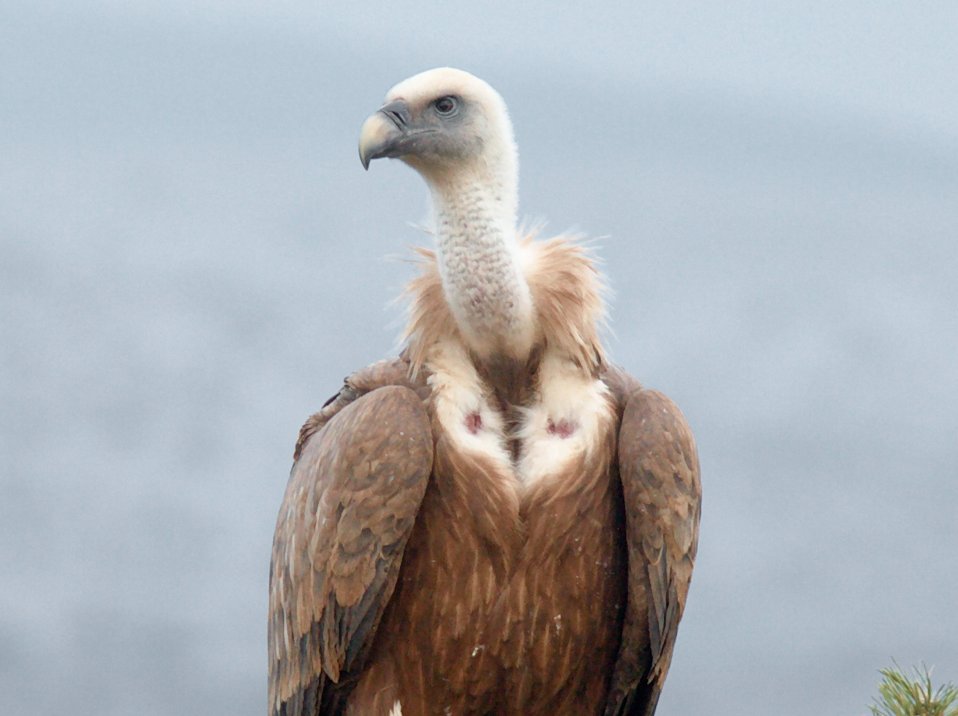 Friedrich Merz als Geier Ein Thread: