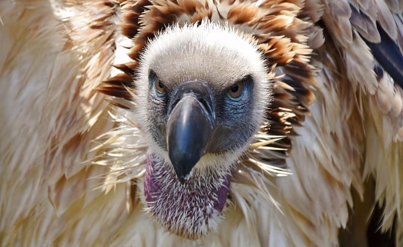 Friedrich Merz als Geier Ein Thread: