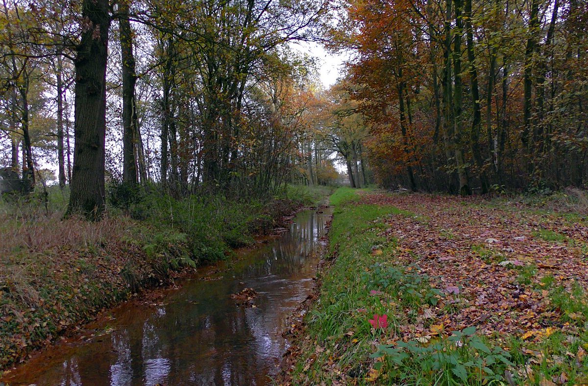 HeijdenJozef's tweet photo. Het beekje de #Raamsloop ontspringt in Reusel op de Kroonvense Heide.
Vanaf daar stroomt de Raamsloop door kleinschalig landschap, met kleine bossen en graslanden, langs Hulsel en Lage Mierde naar #LandgoedWellenseind.
#Herfst - @BoswachterFrans @Brab_Landschap @waarneming https://t.co/us9r41MUit
