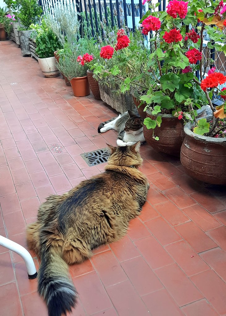 malexiar's tweet photo. Son tan compañeros que hasta en la fiaca me acompañan 😆 #SweetPoppy #CuchuPasión https://t.co/gRH20Ex1KL