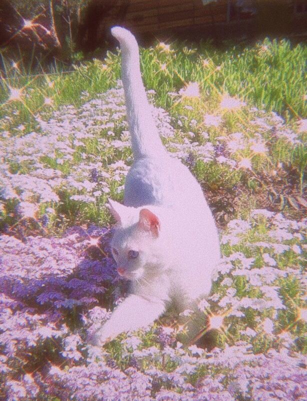 c_askey_'s tweet photo. blessed content https://t.co/ZVYOBmAeO1